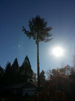 Westside Tree Company - Tree Removal in Beaverton, OR