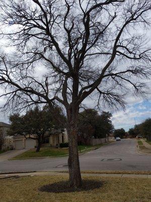 Mistletoe removed from the cedar elm and pruned branches that were restricting the growth of a nearby oak tree.