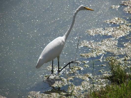 Wild life at Brunswick Plantation