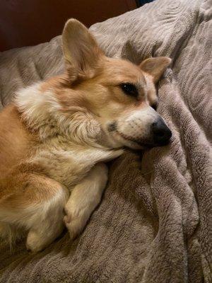 Our corgi is toasty again!