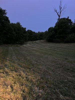 Brush Hog Field