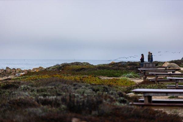 17-mile Drive Stop 7 Bird Rock