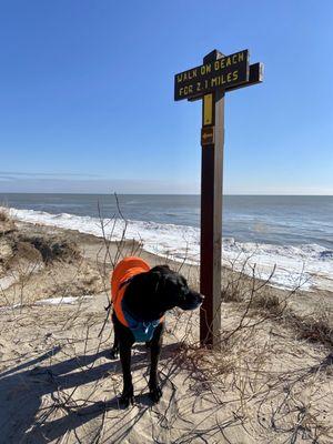 ...or walk along top of dune instead