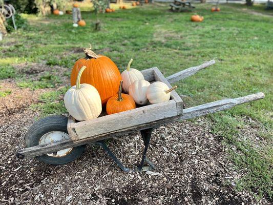 Pumpkins in the yard at Morning Glory farms