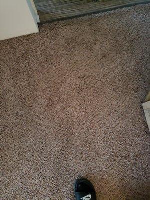 this is the carpet inside of my apartment