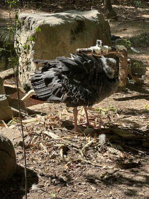 No clue what this was however it was making a nest with eggs. Probably the most interesting thing to see at this zoo.