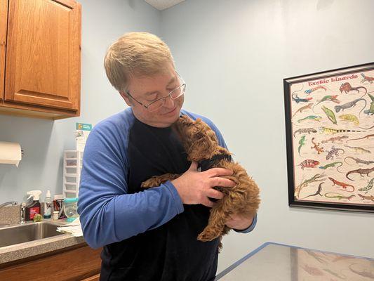 Lovely labradoodle