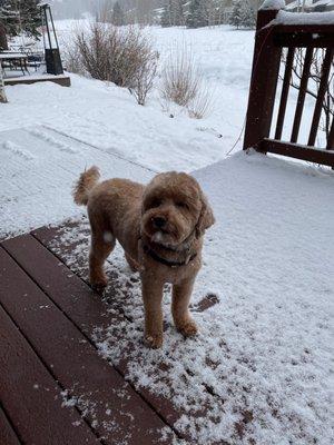 Our dog looks great after his haircut