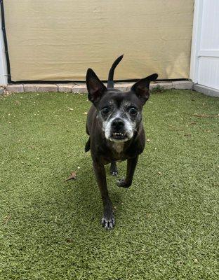 A photo from Becky, with a report card, of our sweet senior girl enjoying her day at daycare.