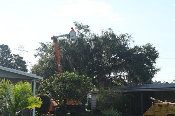 Trimming the top of the tree