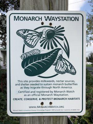 Yes! We are a monarch way station! Ask to see the plants where the caterpillars are munching away, preparing for cocooning!