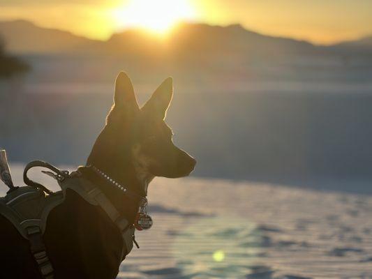 "Rolo" aka Luna enjoying her best life. Thank you Arizona Small Dog Rescue!!! - White Sands, NM