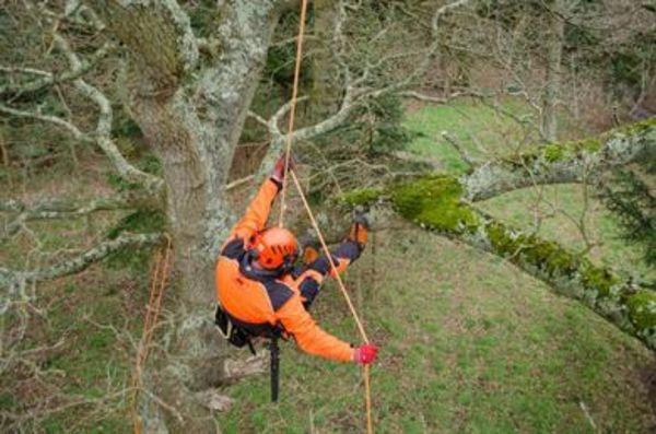 Tree work