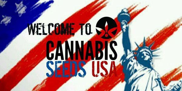 Cannabis Seeds USA is a new seed bank in USA.

www.cannabis-seed.us