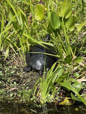 Turtle resting on the side, three baby turtles seen more upstream