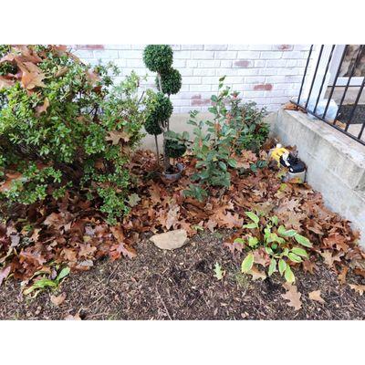 Leaves blown into contaminated mulch