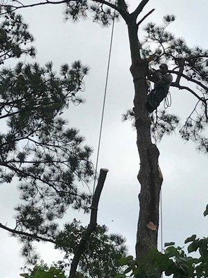 Tree removal