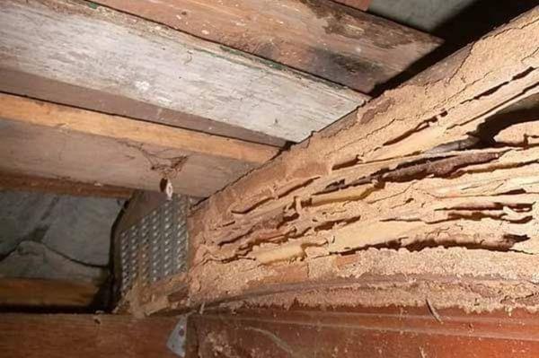 MAJOR termite problem? We can Service and THEN FIX your Termite infestation and damages! Call 973-223-3709 and (908) 405-2059 TODAY!