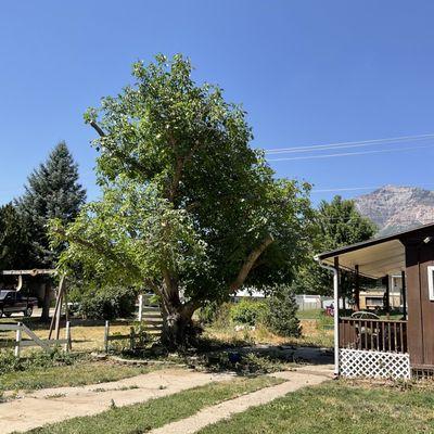 The fence was broken before Lefler's arrived. In anticipation of watching this big, beautiful tree to fill in!