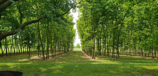 Trees on winery way