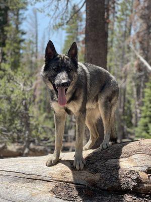 Ralph being a good boy on our hike!