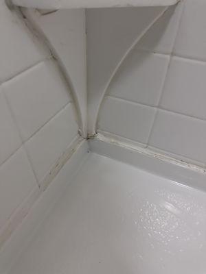 The shower growing mold