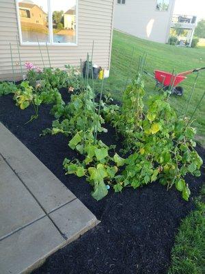 New mulch bed!