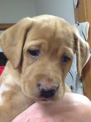 Puppy with short gold hair