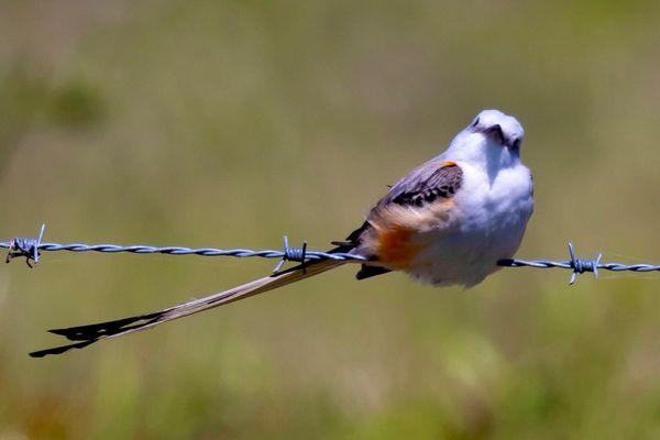 Scissor-tailed Flycatcher- been trying to capture one of these beauties for YEARS!! I love the subtle oranges! (April 2024)