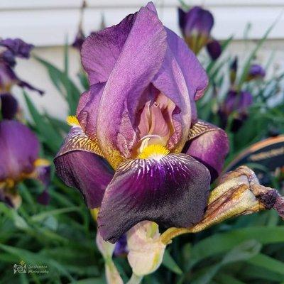 Purple Iris