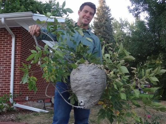 Large hornet nest removed from resident tree.