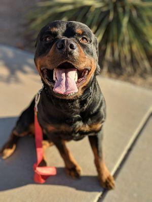 Pablo being a rockstar during our board and train program!