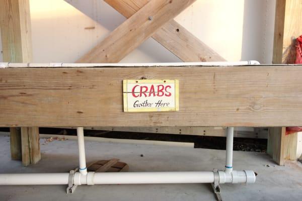 Just one of the tanks holding blue crabs