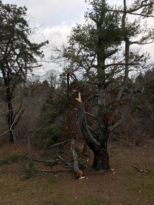 They cleaned this all up in less than two hours and even stacked a bunch of the wood for me!