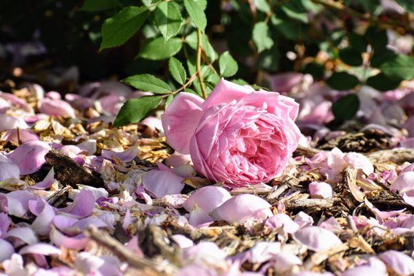 The Rose Gardens of Farmers Branch