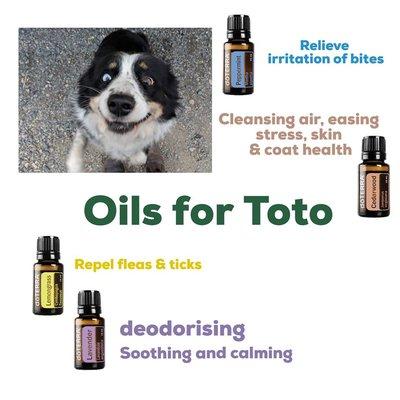 Essential Oils safe for dogs?  You bet!