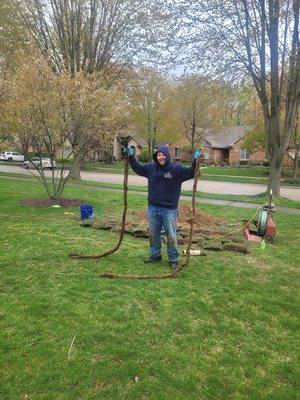 massive tree roots repair and snake.