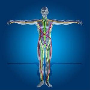 Anatomy Trains ~ Whole body fascial and myofascial linkage