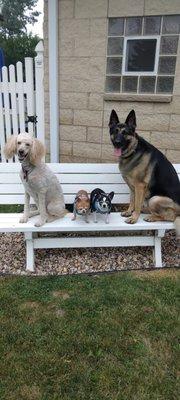 My dogs Amos, Jefe, Lucky and Zorro at Animal Hospital of Oshkosh dog park!