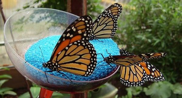 Visit our butterfly house