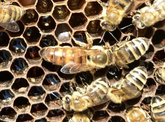 Italian Artifically Inseminated Queen with worker bees and eggs