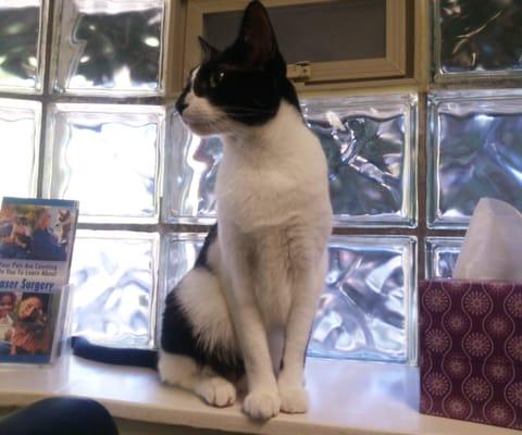 Marcie waiting patiently for the vet.