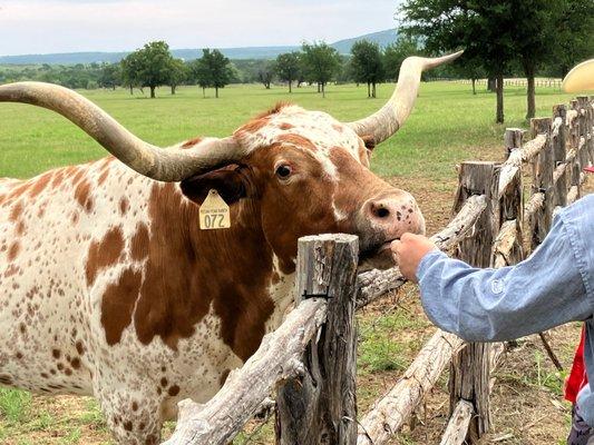 Feeding the long horn cattle.