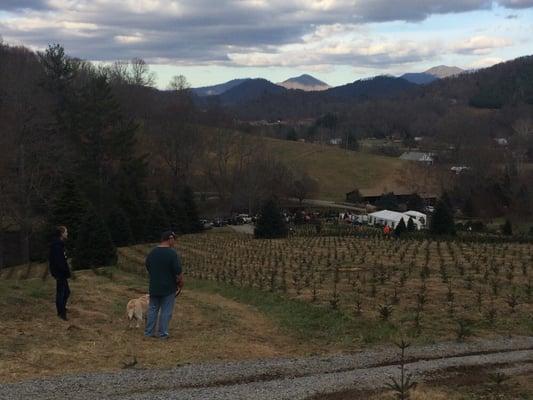 And this is looking at the lower part of the hill.  Wonder how many years till these trees are for sale?