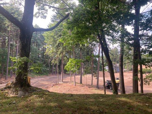 All of this land was filled with giant mature trees.