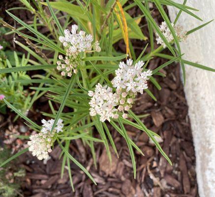 Arizona Milkweed