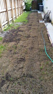 ten days after purchase of sod, and the company refused to replace