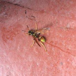 Yellow Jacket Extermination