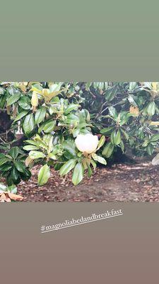 A lovely large Magnolia tree in the front of the house.