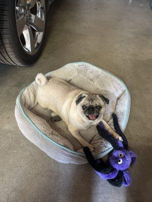 Happy Pug after being groomed!